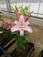 [5534 PO37 Frontera No01.JPG]